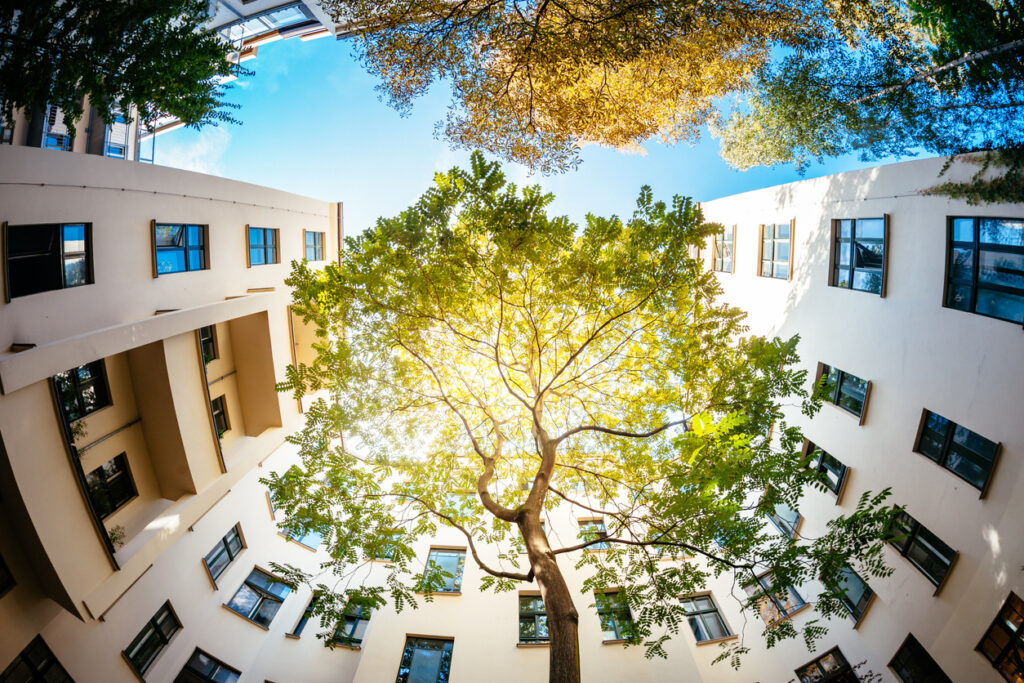 Wide angle shot of a green tree surrounded by residential houses. The sun is shining through the green. Shot from directly below the tree