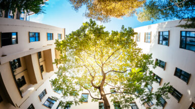 Wide angle shot of a green tree surrounded by residential houses. The sun is shining through the green. Shot from directly below the tree